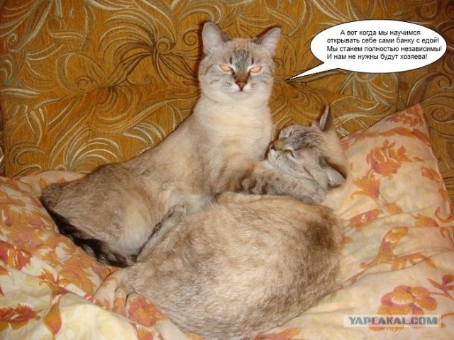 Кото-комикс