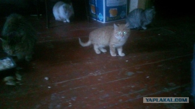 Котовторник 27.11.2018