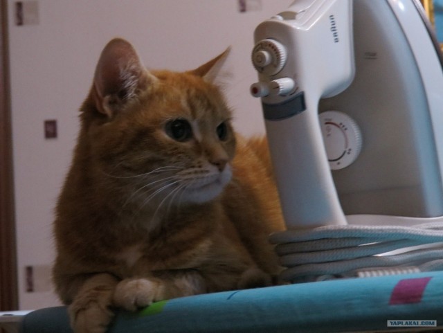 Котовторник 27.12.11