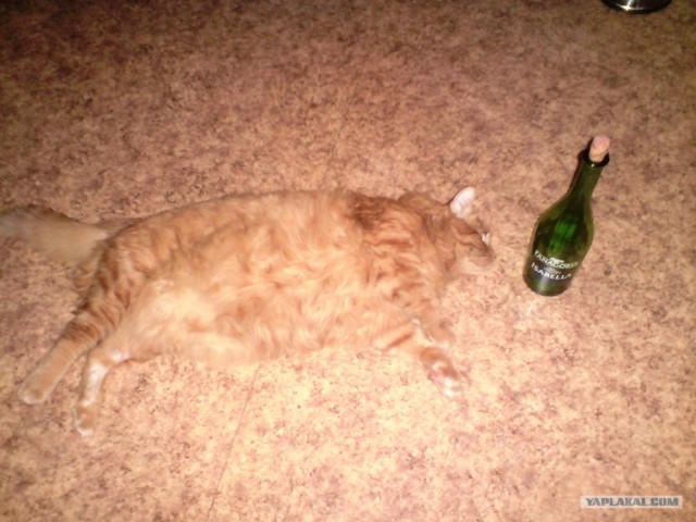 Котовторник (10.01.2012)