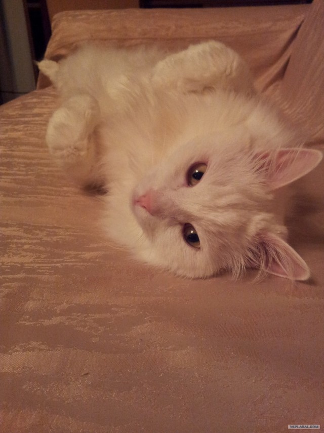 Котовторник! 13.03.2012