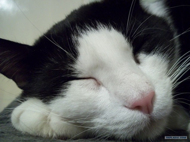Котовторник 22.05.2012