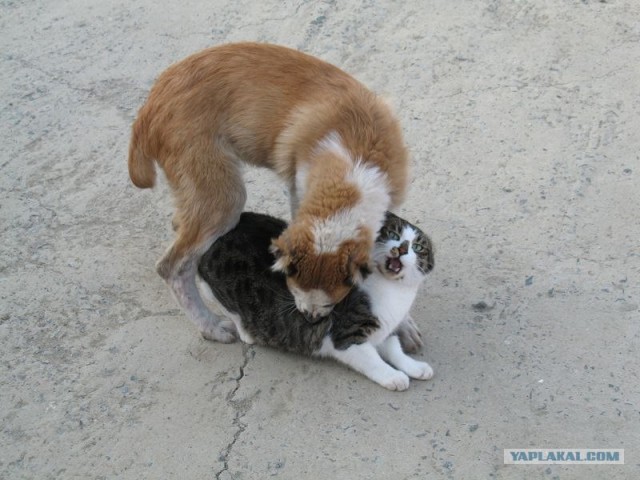 Котовторник  12. 06. 2012