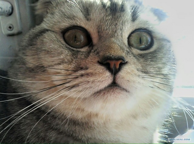 Котовторник на 26.06.12