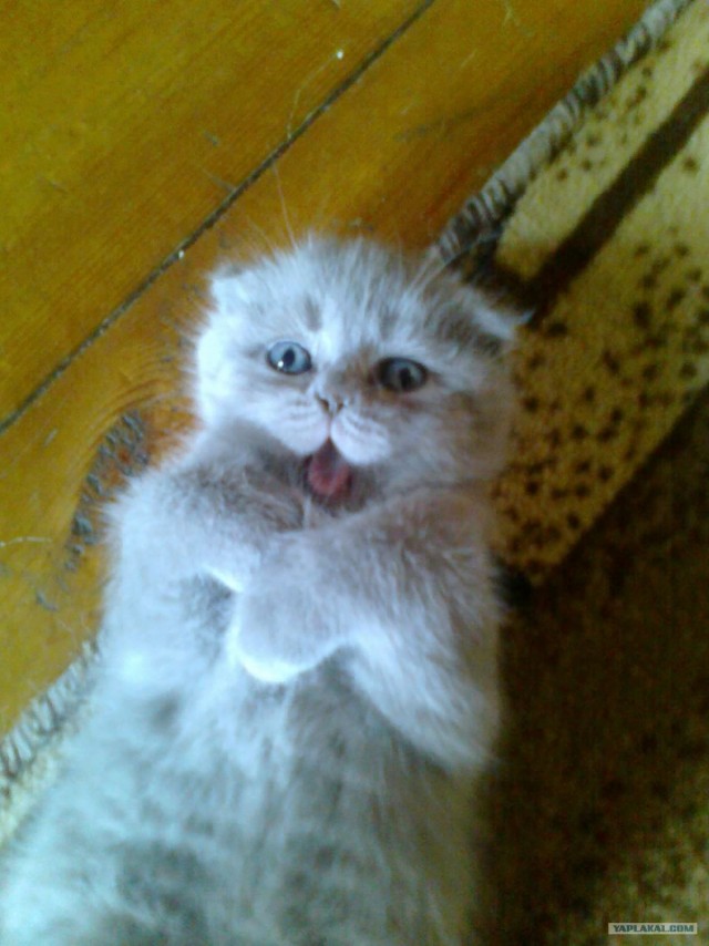 Ох уж эти коты :3