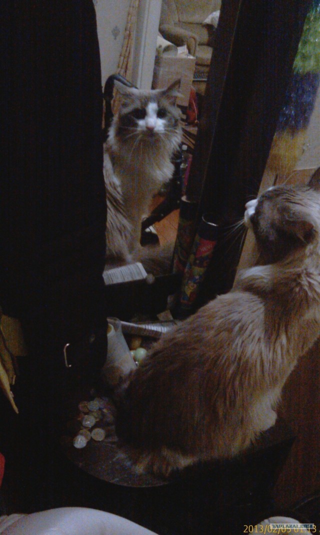 Котовторник 12.02.13