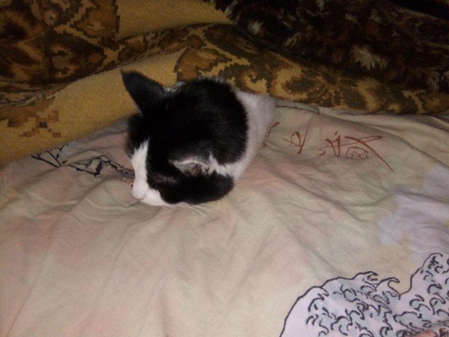 Котовторник 26.02.2019