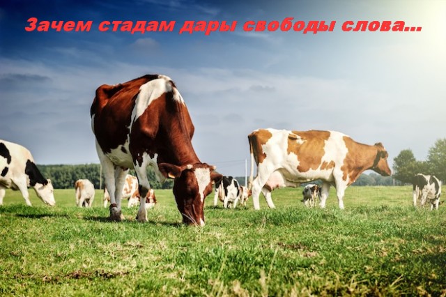 Картинки с надписями и анекдоты 21.07.19