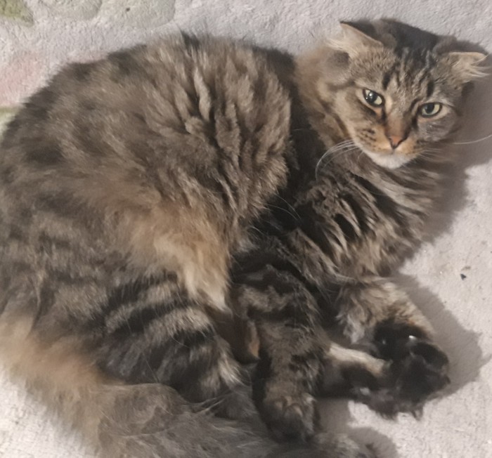 Котовторник 23.07.2019.