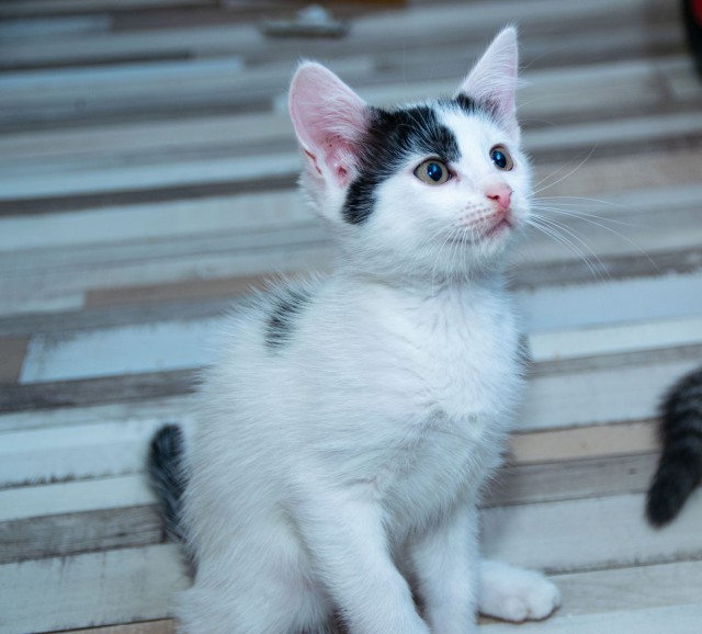 Забавные фото котеек