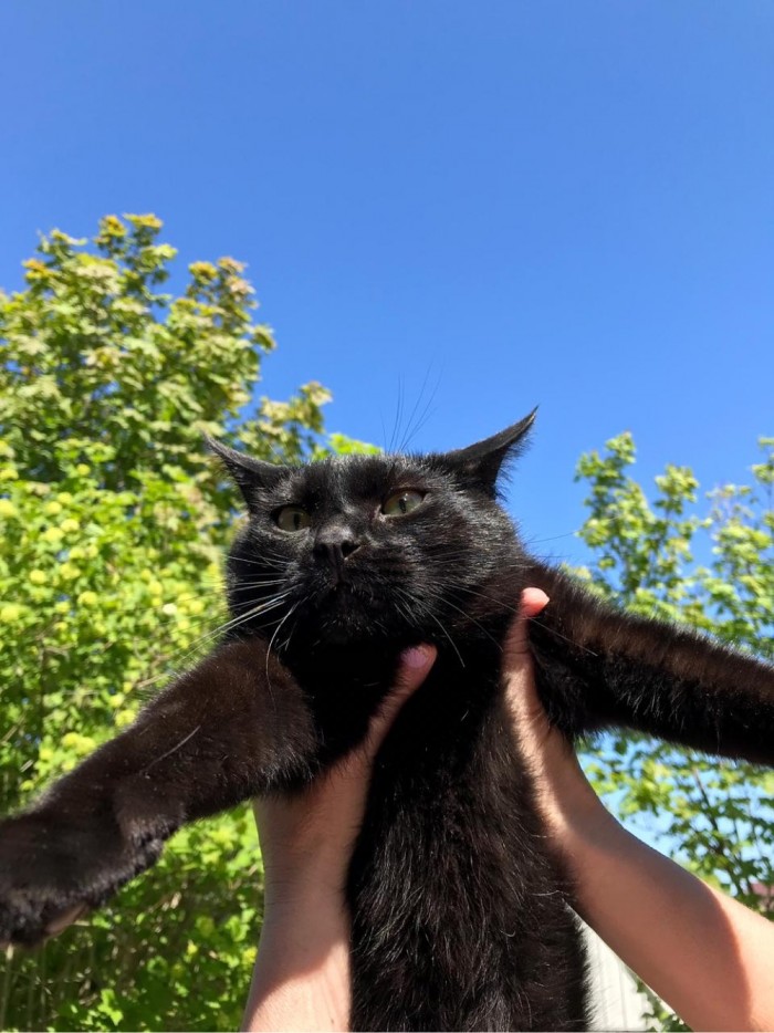 Котовторник