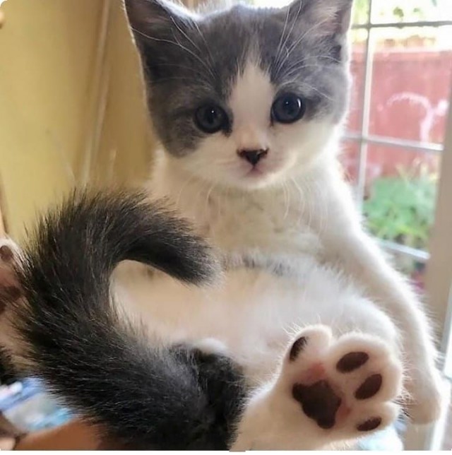 Котофеев пост