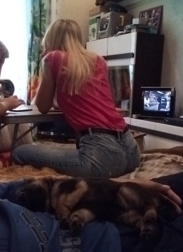 11 уставших собак