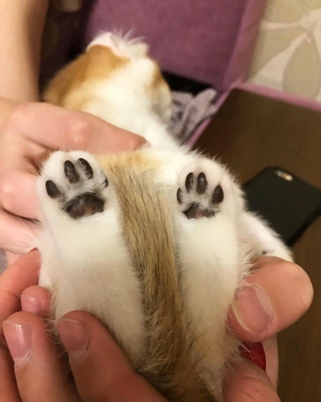 Эти забавные животные
