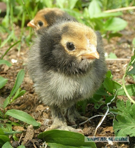 Павда о фабриках быстрого питания, 21+