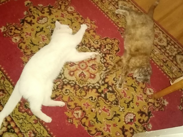 С котовторником!