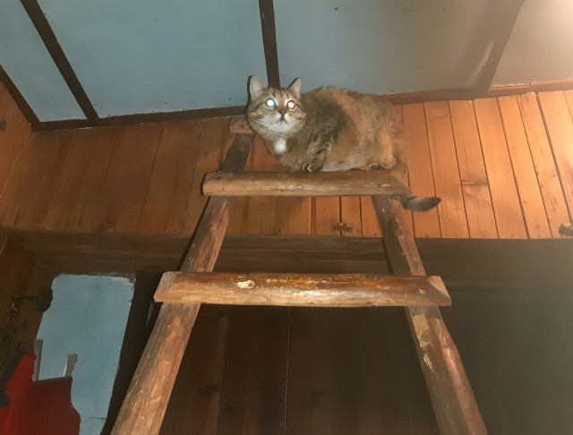 Котовторник (свои добавляем)