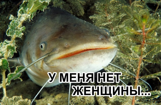 В Якутске на женщину напала стая бродячих собак. Они повалили ее на землю, но она смогла подняться и продолжила отбиваться