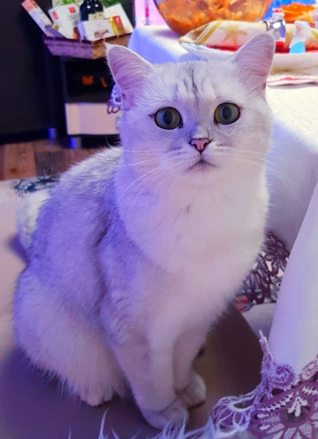 Котовторник 11.01.22