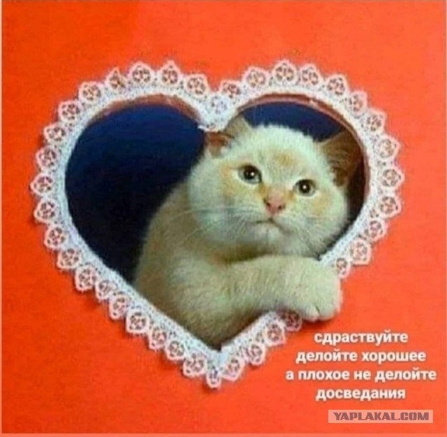 Рукожоп хотел у@бать лоха хозяина