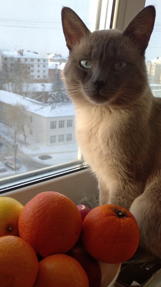 Котовторник. Февраль