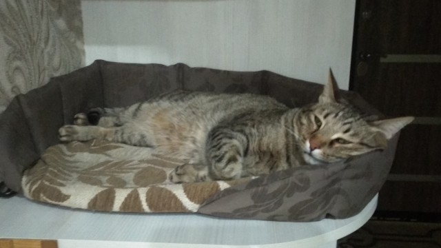 Помогите советом про котика