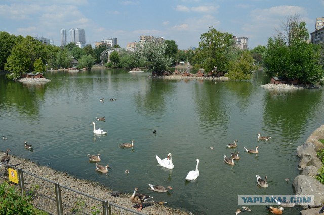 Водитель мусоровоза спас подстреленного лебедя-шипуна