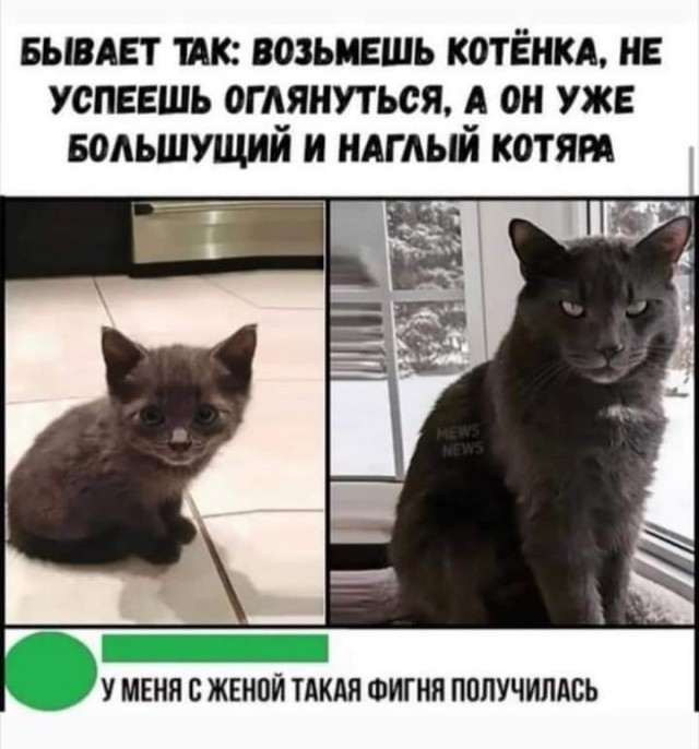 К котофторнику