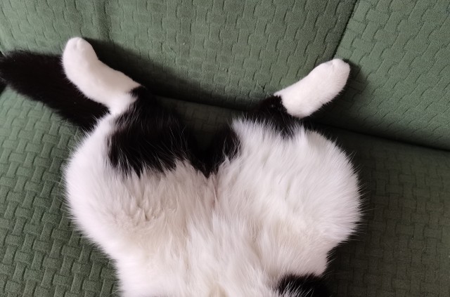 Котовторник 19.07.22
