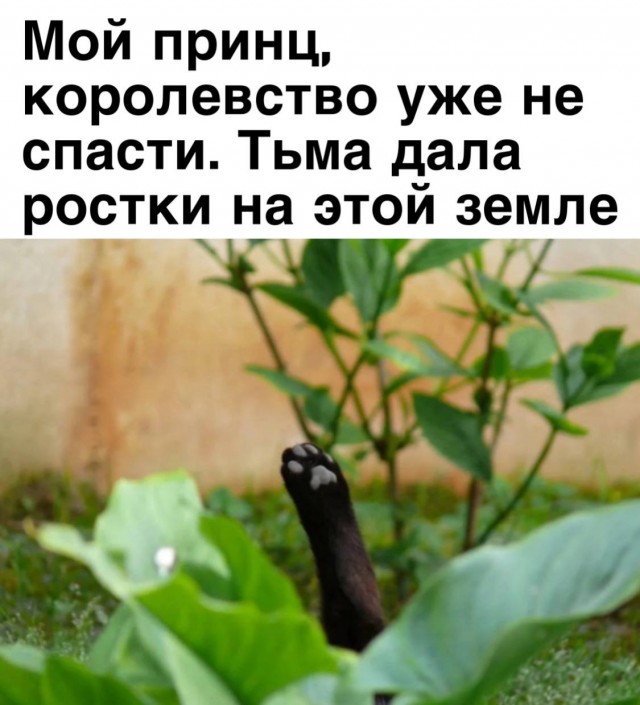 Картинки и мемы для настроения - 17