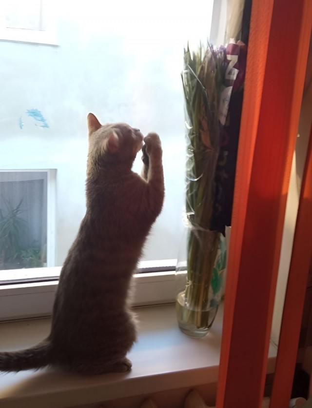 Шерстяной котовторник. Октябрь 2022