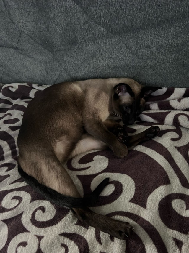 Котовторник 1.11.22