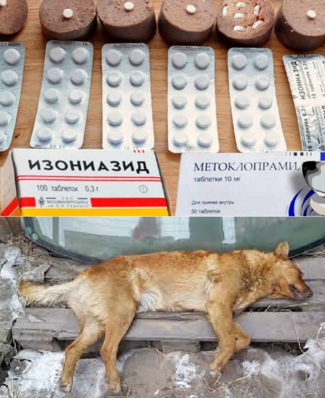 Желая показать свою любовь к животным " зоозащитники" дали собакам возможность нападать на людей.