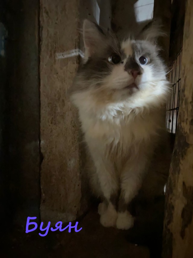 Жизнь домашнего приюта "Котоленд" 367