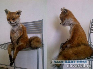 Маразм крепчал