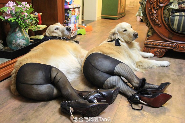 Наш хозяин идиот