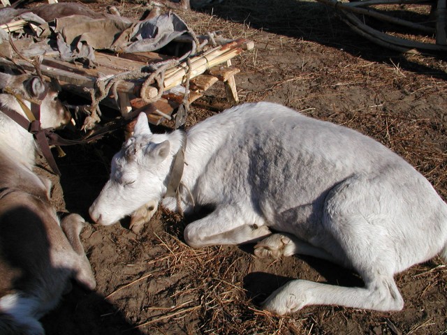 Оленевод Гаврила и 100 грамм водки