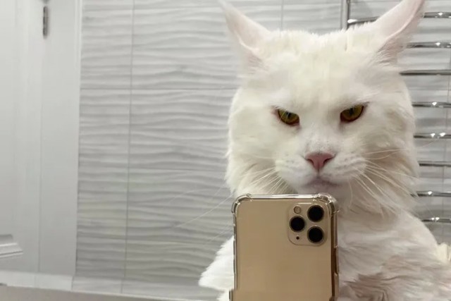 Самый большой в мире кот живет в России — познакомьтесь с мейн-куном по имени Кефир