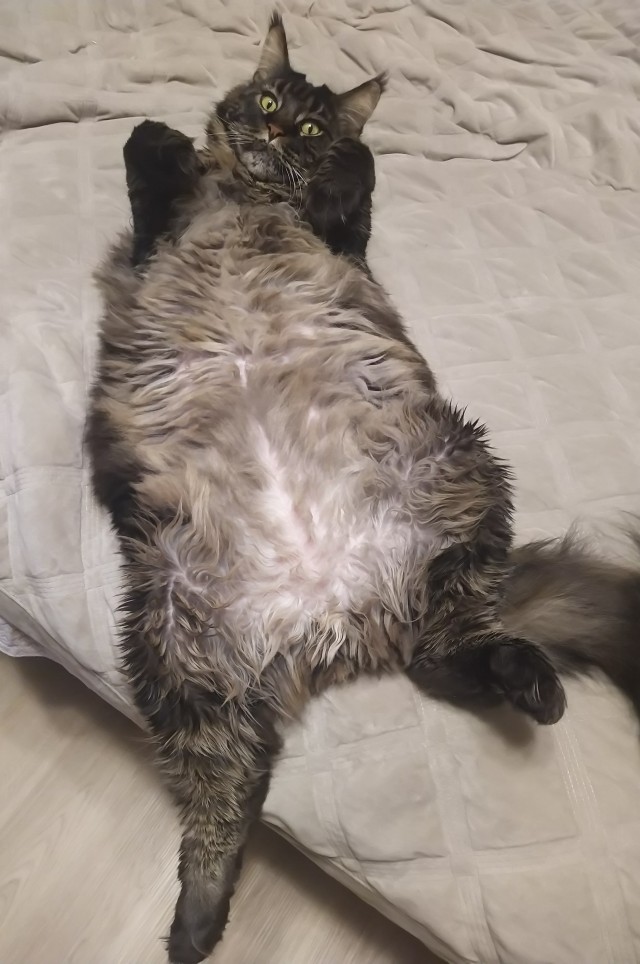 Мой котовторник..
