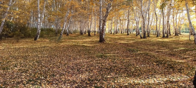 Осень в нашем СНТ
