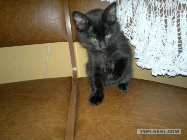 Котовторник 23.04.2013