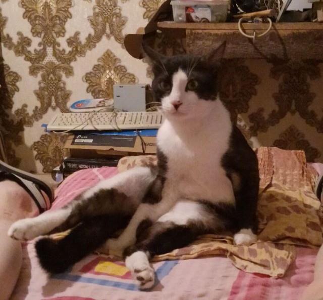 Кошачьи выкрутасы