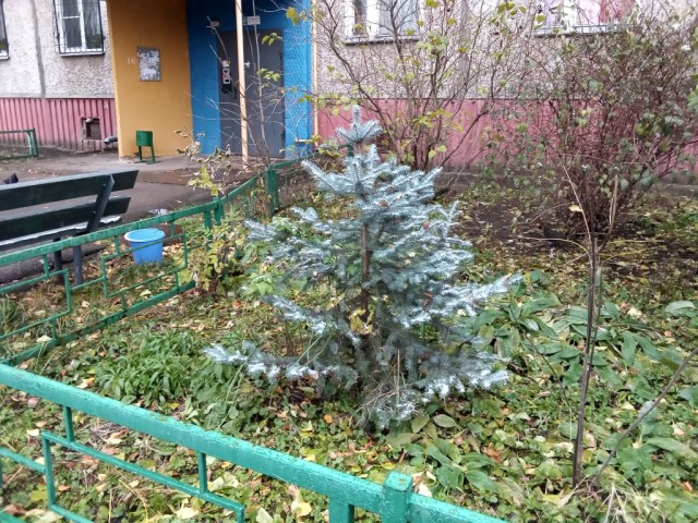 Красивые фото ЯПа