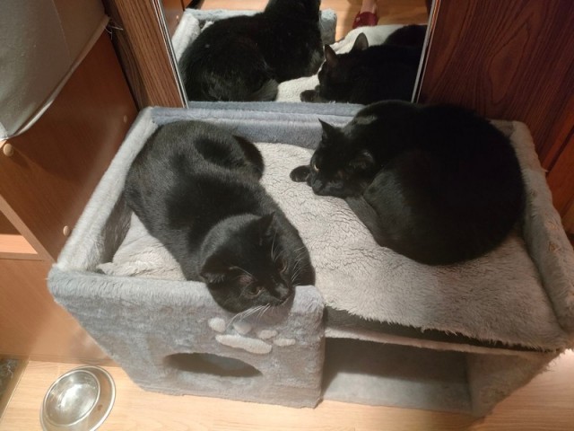 Мой котяра