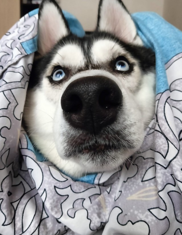 Эх, собакочетверг же