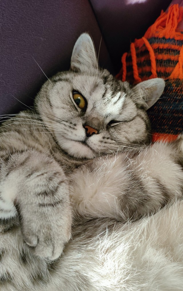 Первый Котовторник 2024
