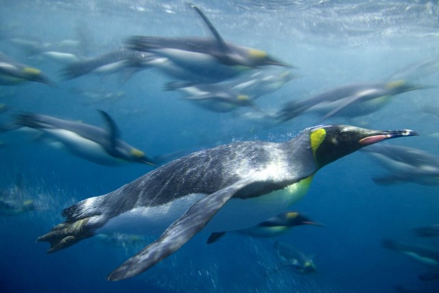 Эксперимент по переселению пингвинов на Северный полюс. Почему птицам не удалось обжиться в Арктике?