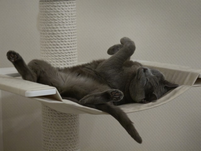 Котовторник