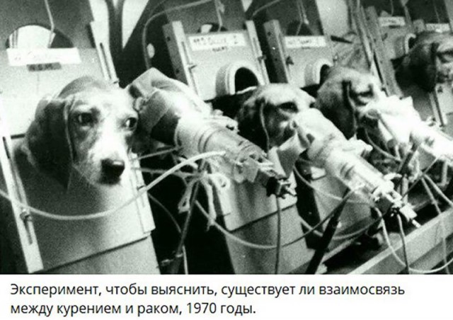 Собаки из истории в картинках
