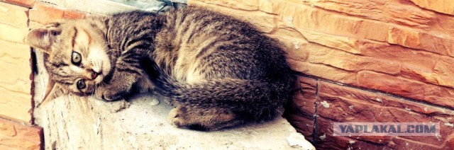 Котовторник 21.05.2013